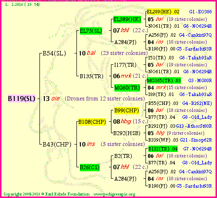 Pedigree of B119(SL) :
four generations presented