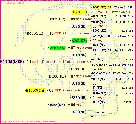 Pedigree of B119d(MRR) :
four generations presented