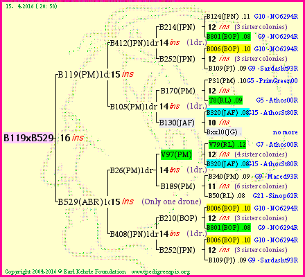 Pedigree of B119xB529 :
four generations presented