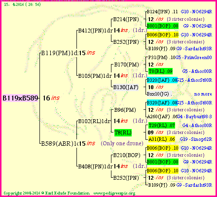 Pedigree of B119xB589 :
four generations presented