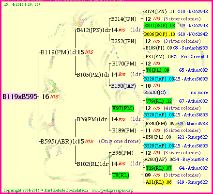 Pedigree of B119xB595 :
four generations presented