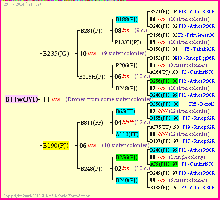 Pedigree of B11w(JYL) :
four generations presented