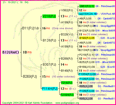 Pedigree of B12(AMC) :
four generations presented
it's temporarily unavailable, sorry!