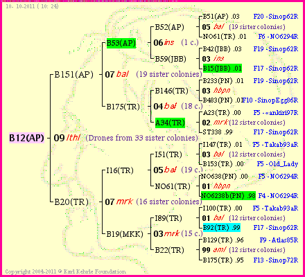 Pedigree of B12(AP) :
four generations presented