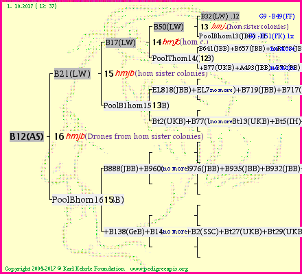 Pedigree of B12(AS) :
four generations presented