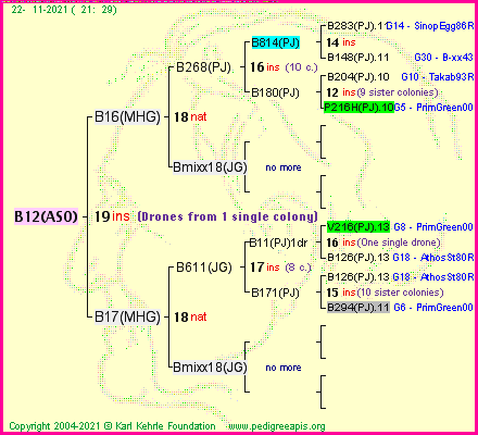 Pedigree of B12(ASO) :
four generations presented
it's temporarily unavailable, sorry!