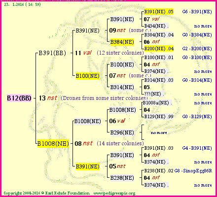 Pedigree of B12(BB) :
four generations presented