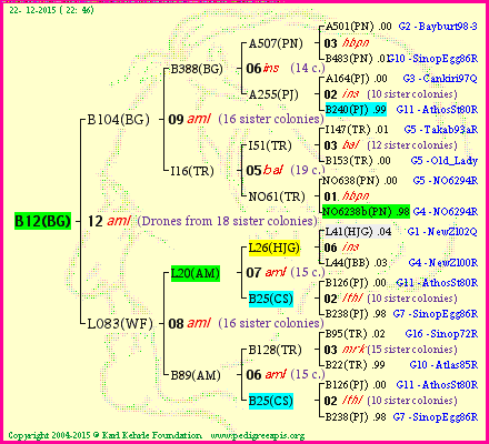 Pedigree of B12(BG) :
four generations presented