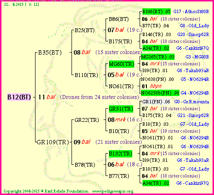 Pedigree of B12(BT) :
four generations presented