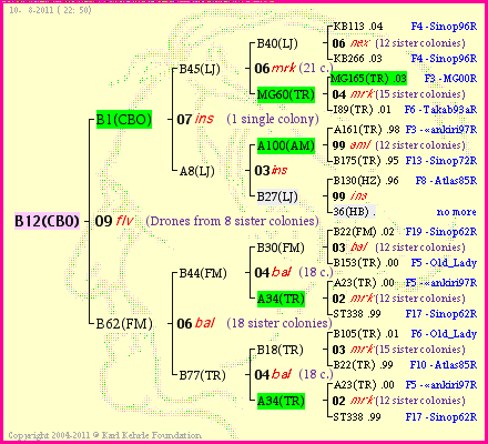 Pedigree of B12(CBO) :
four generations presented