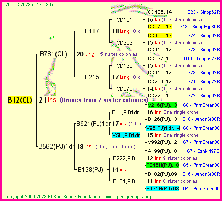 Pedigree of B12(CL) :
four generations presented
it's temporarily unavailable, sorry!