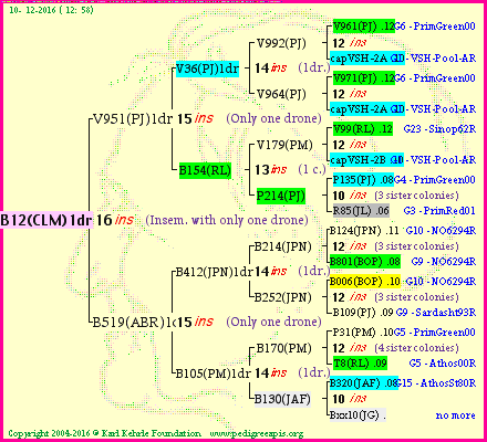 Pedigree of B12(CLM)1dr :
four generations presented