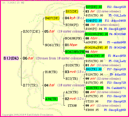 Pedigree of B12(DK) :
four generations presented