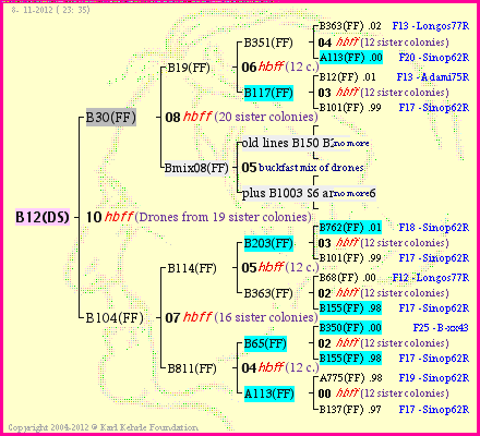 Pedigree of B12(DS) :
four generations presented