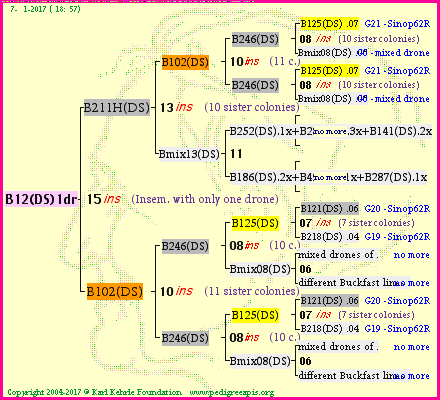 Pedigree of B12(DS)1dr :
four generations presented