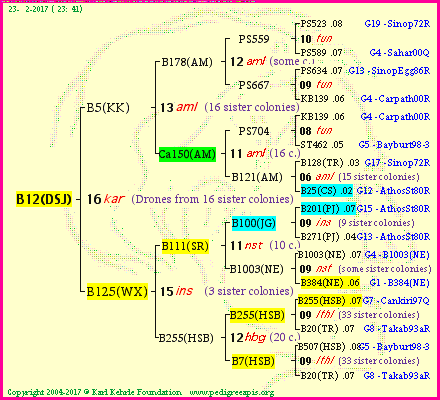 Pedigree of B12(DSJ) :
four generations presented