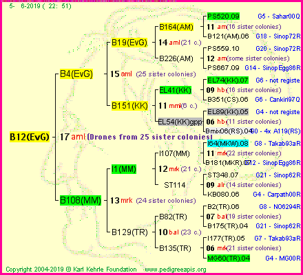 Pedigree of B12(EvG) :
four generations presented
it's temporarily unavailable, sorry!