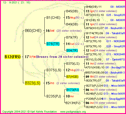 Pedigree of B12(FRS) :
four generations presented
it's temporarily unavailable, sorry!