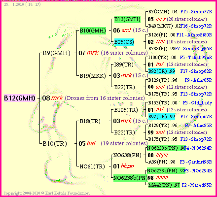 Pedigree of B12(GMH) :
four generations presented