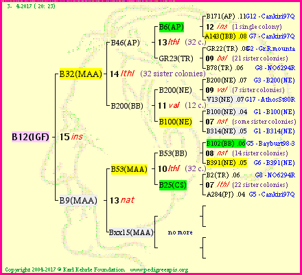 Pedigree of B12(IGF) :
four generations presented