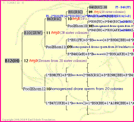 Pedigree of B12(IH) :
four generations presented