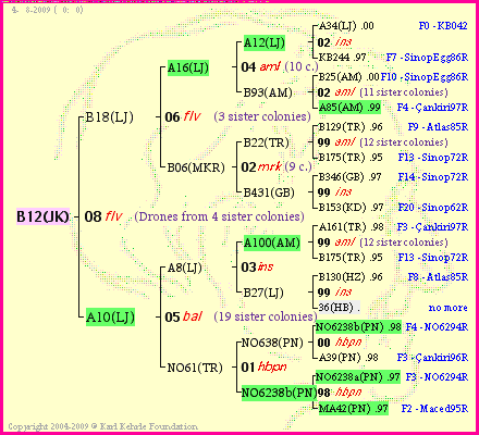 Pedigree of B12(JK) :
four generations presented