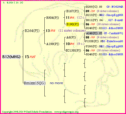 Pedigree of B12(MHG) :
four generations presented