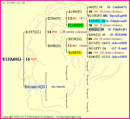 Pedigree of B12(MHG) :
four generations presented