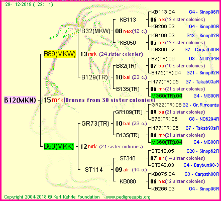 Pedigree of B12(MKN) :
four generations presented<br />it's temporarily unavailable, sorry!