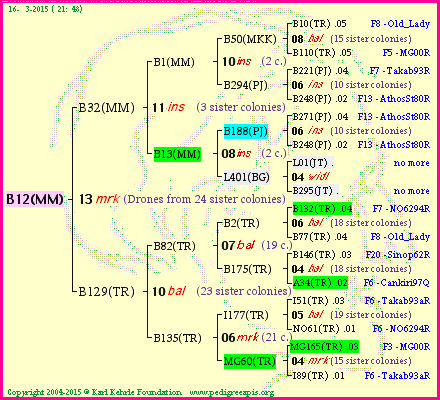 Pedigree of B12(MM) :
four generations presented