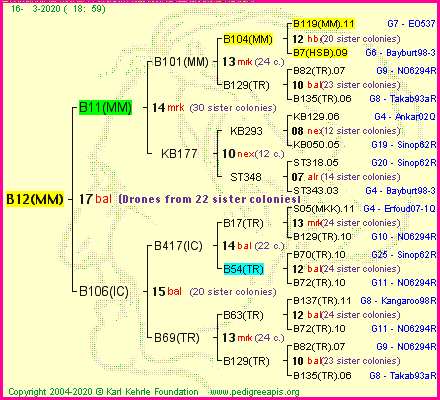 Pedigree of B12(MM) :
four generations presented
it's temporarily unavailable, sorry!