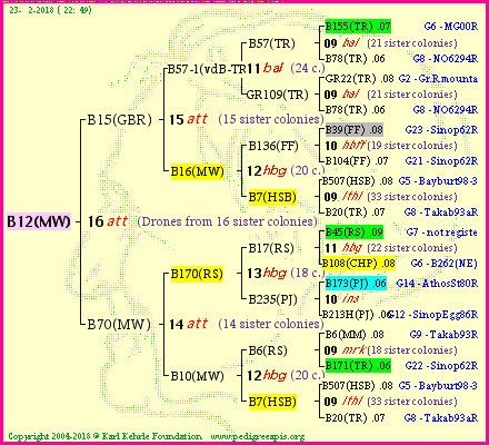 Pedigree of B12(MW) :
four generations presented