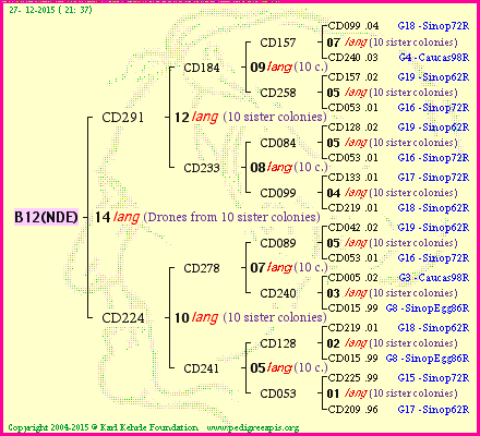 Pedigree of B12(NDE) :
four generations presented