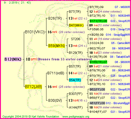 Pedigree of B12(NIK) :
four generations presented<br />it's temporarily unavailable, sorry!