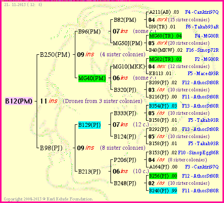 Pedigree of B12(PM) :
four generations presented