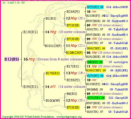 Pedigree of B12(RS) :
four generations presented