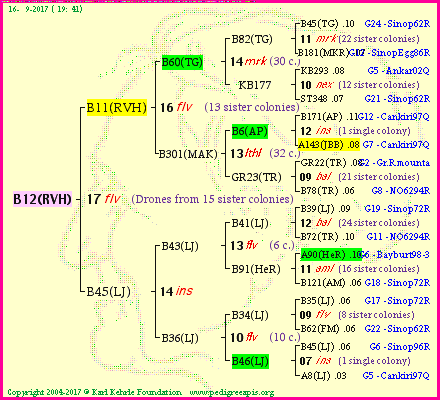 Pedigree of B12(RVH) :
four generations presented