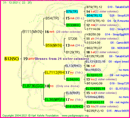 Pedigree of B12(SC) :
four generations presented
it's temporarily unavailable, sorry!