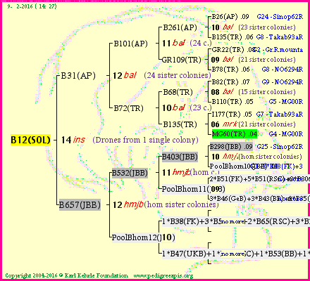 Pedigree of B12(SOL) :
four generations presented