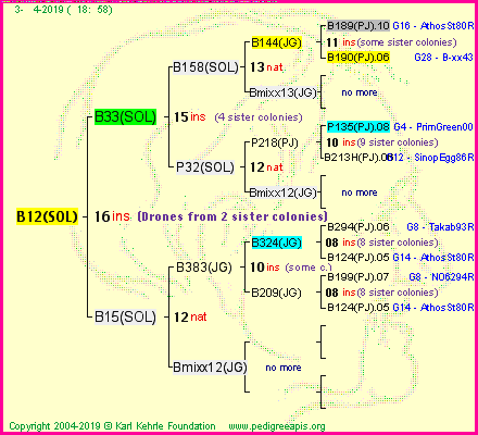 Pedigree of B12(SOL) :
four generations presented
it's temporarily unavailable, sorry!