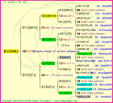 Pedigree of B12(SOL) :
four generations presented
it's temporarily unavailable, sorry!