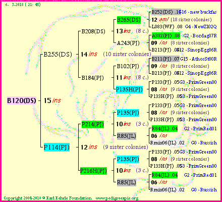 Pedigree of B120(DS) :
four generations presented