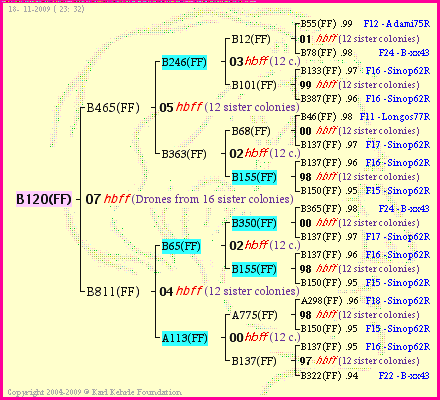 Pedigree of B120(FF) :
four generations presented