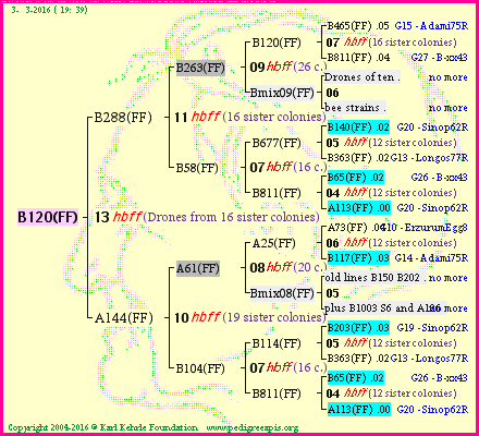 Pedigree of B120(FF) :
four generations presented