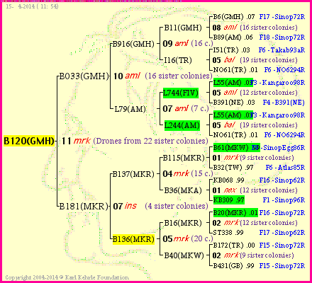 Pedigree of B120(GMH) :
four generations presented