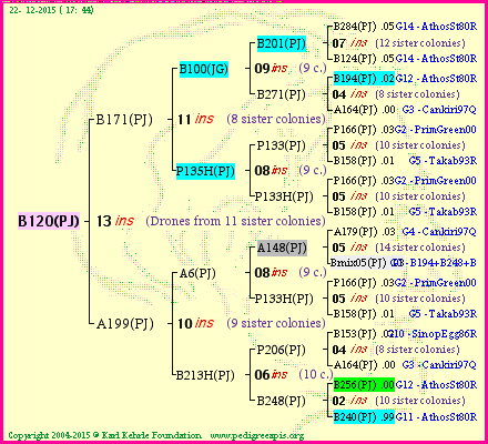 Pedigree of B120(PJ) :
four generations presented