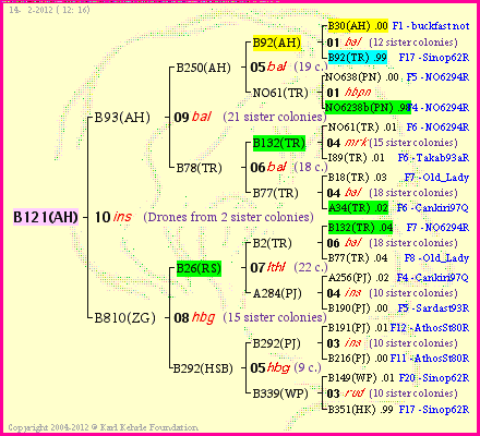 Pedigree of B121(AH) :
four generations presented