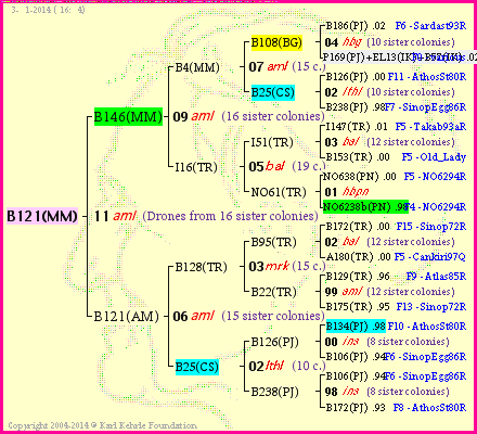 Pedigree of B121(MM) :
four generations presented