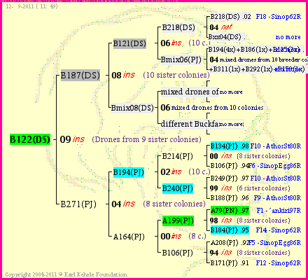 Pedigree of B122(DS) :
four generations presented