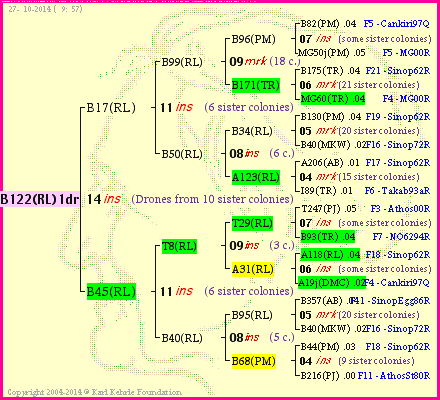 Pedigree of B122(RL)1dr :
four generations presented